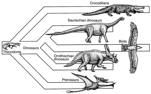 Dinosaurs 2 | BiologyWriter