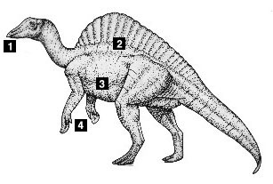 Dinosaurs 4 | BiologyWriter